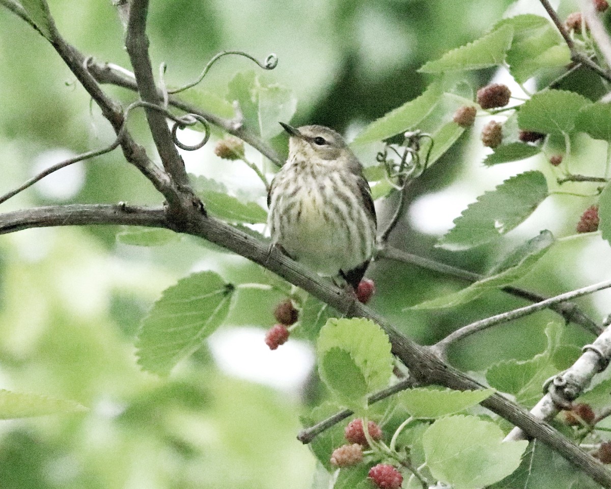 Cape May Warbler - ML617230313