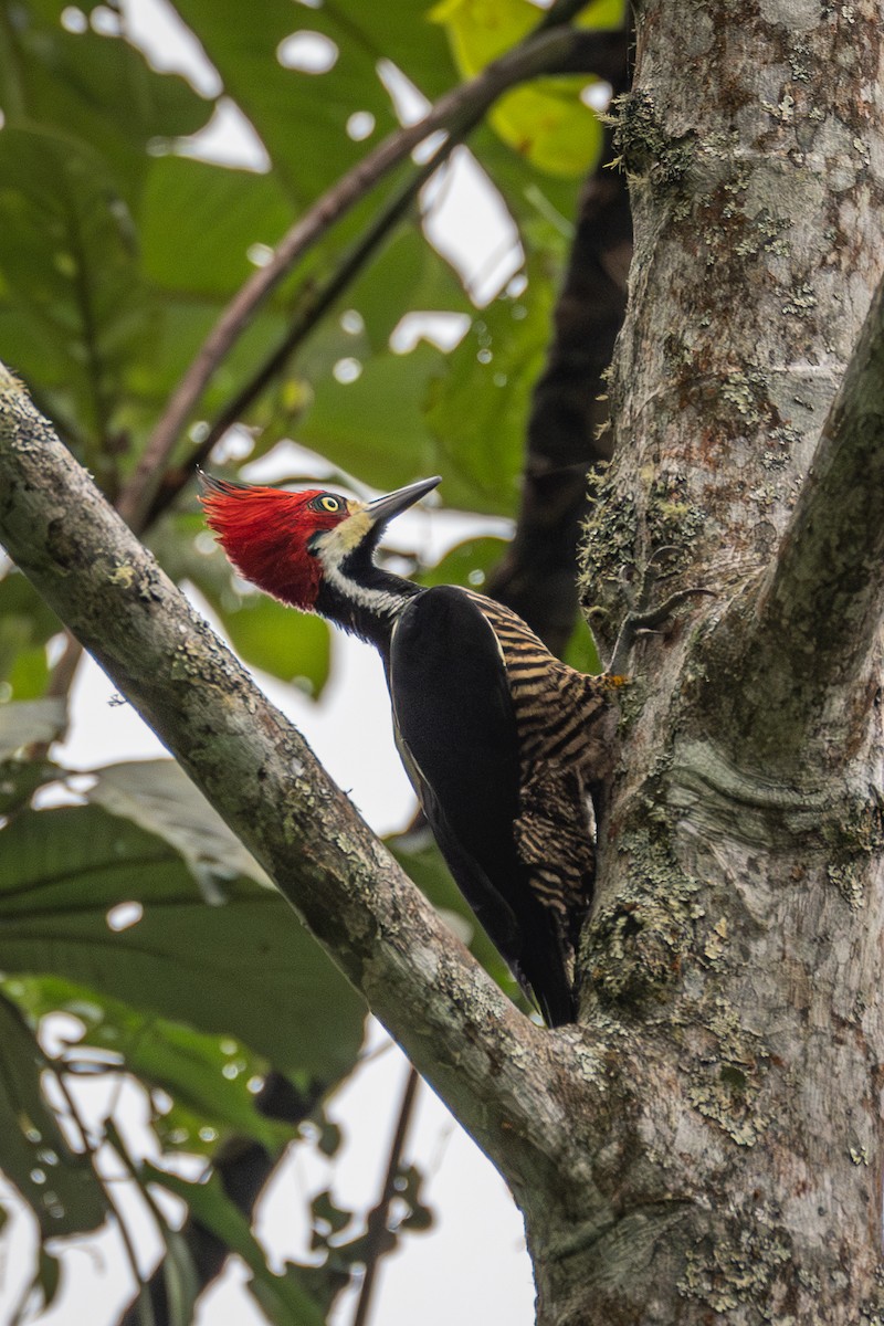 Crimson-crested Woodpecker - ML617230383