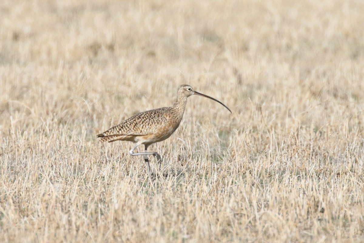 Long-billed Curlew - ML617230471