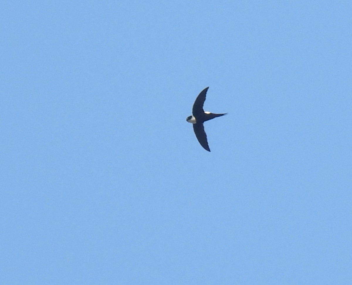 Lesser Swallow-tailed Swift - ML617230515