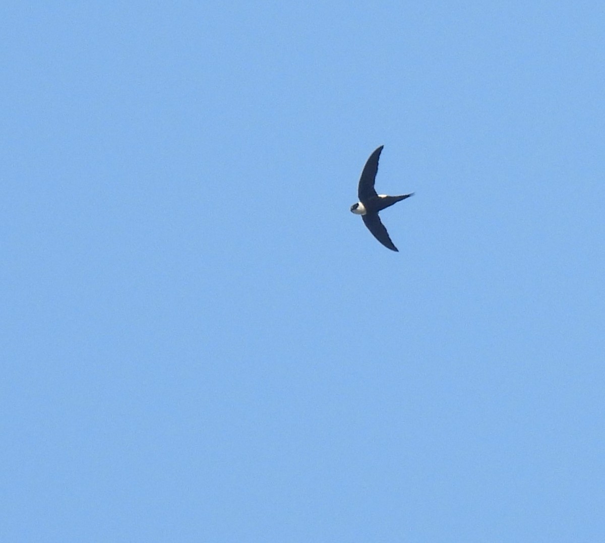 Lesser Swallow-tailed Swift - ML617230516