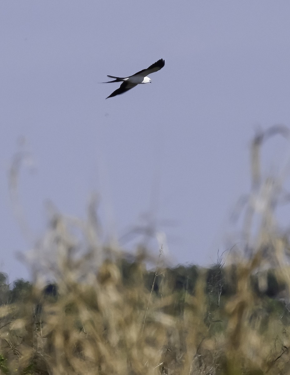 Swallow-tailed Kite - ML617230553
