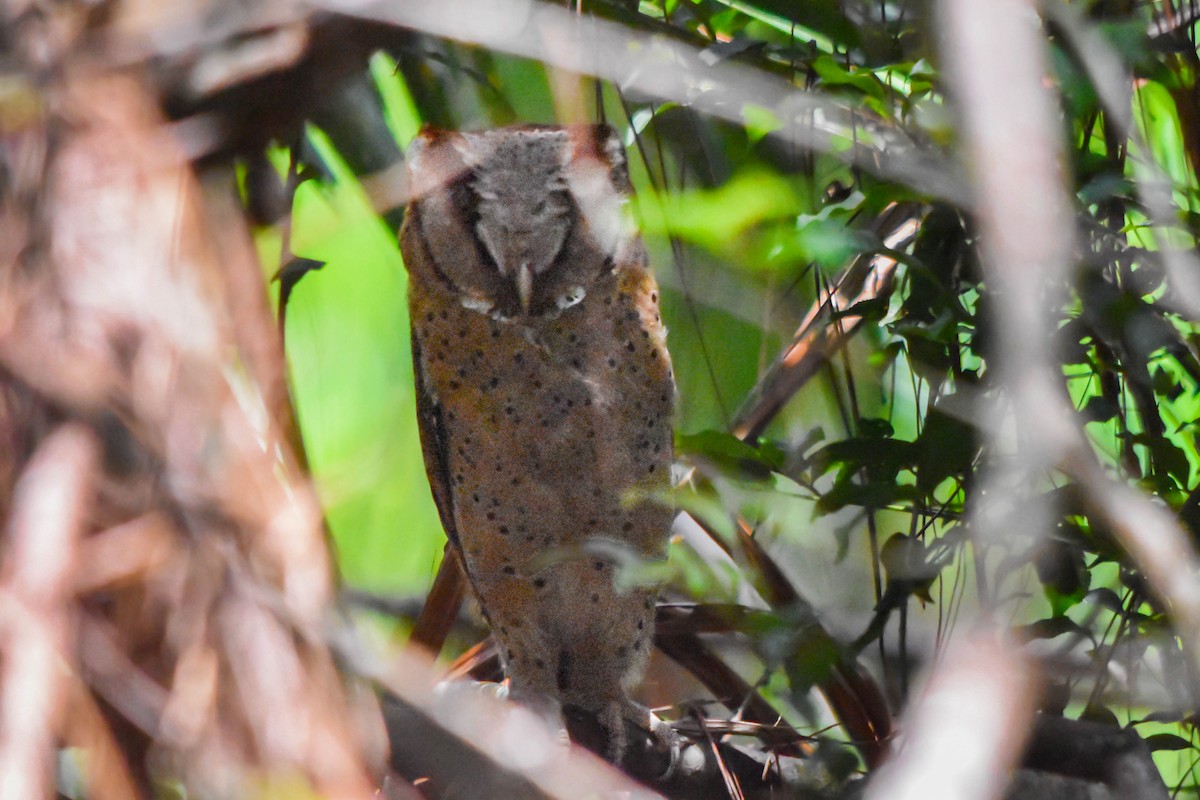 Sri Lanka Bay-Owl - ML617230628