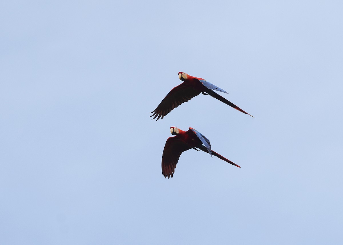 Scarlet Macaw - ML617230652