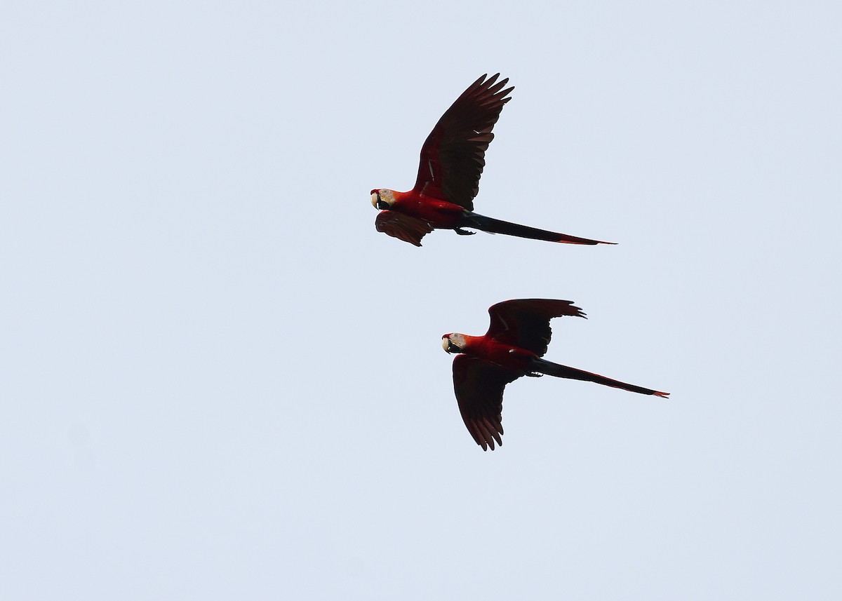 Scarlet Macaw - ML617230654
