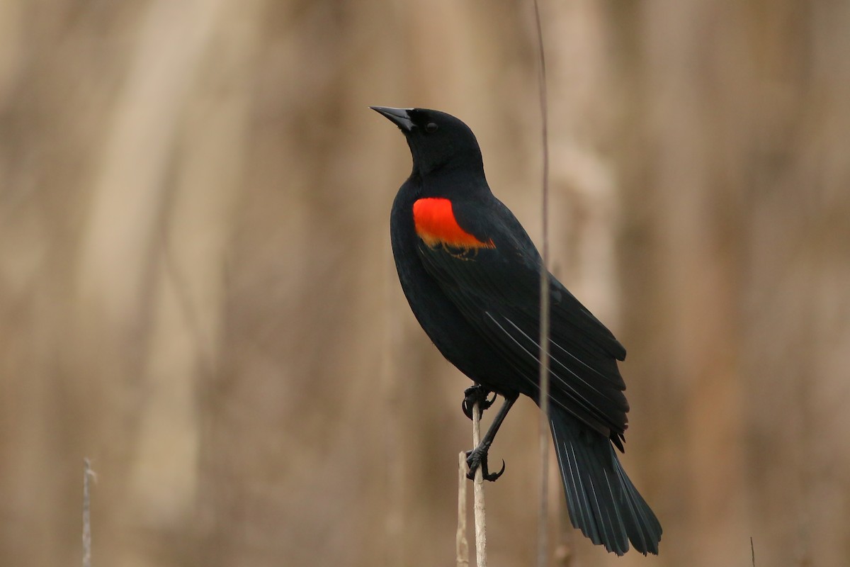 Red-winged Blackbird - ML617230701