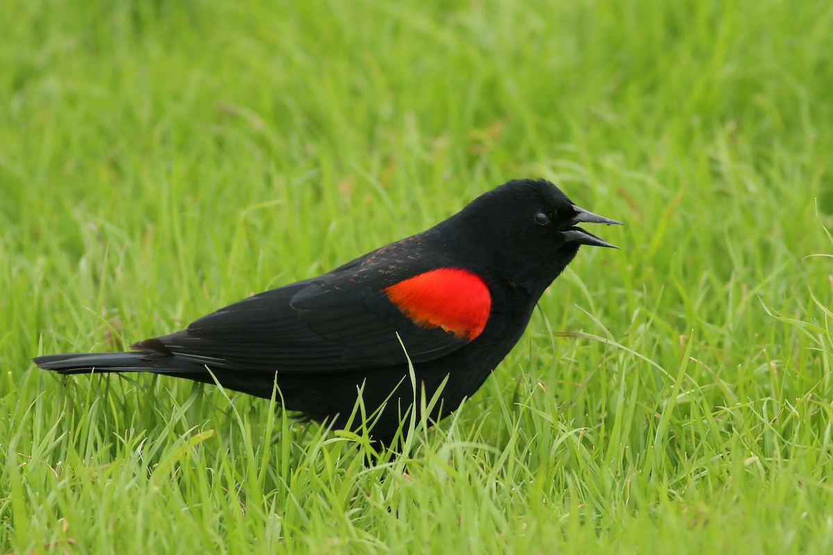 Red-winged Blackbird - ML617230704