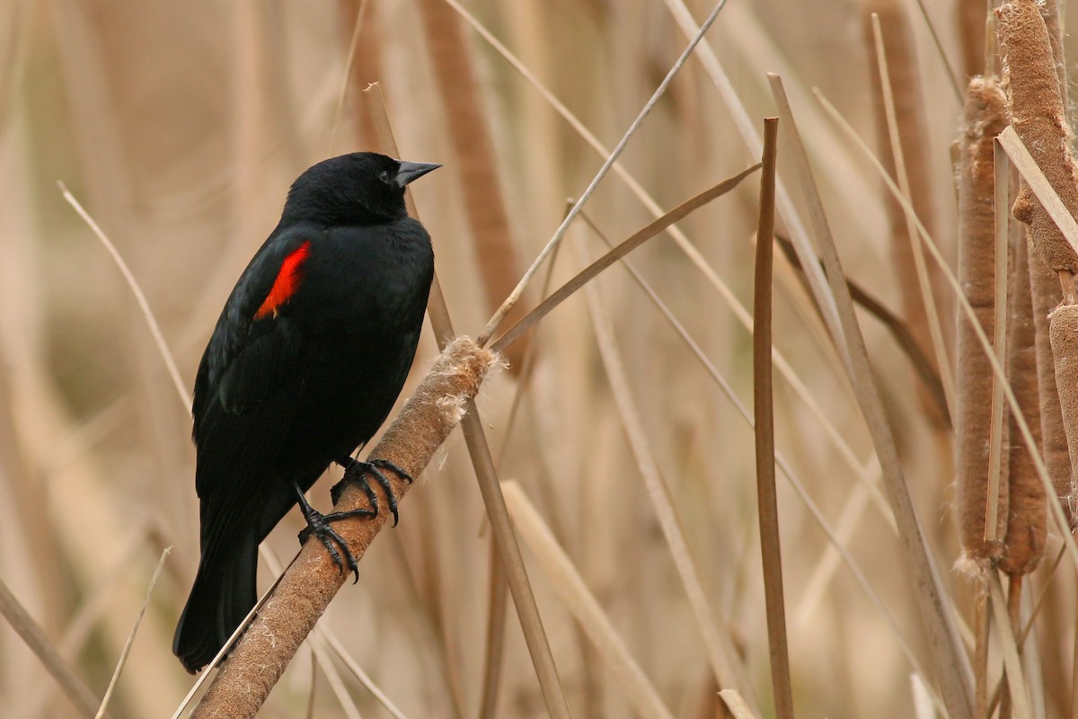 Red-winged Blackbird - ML617230705