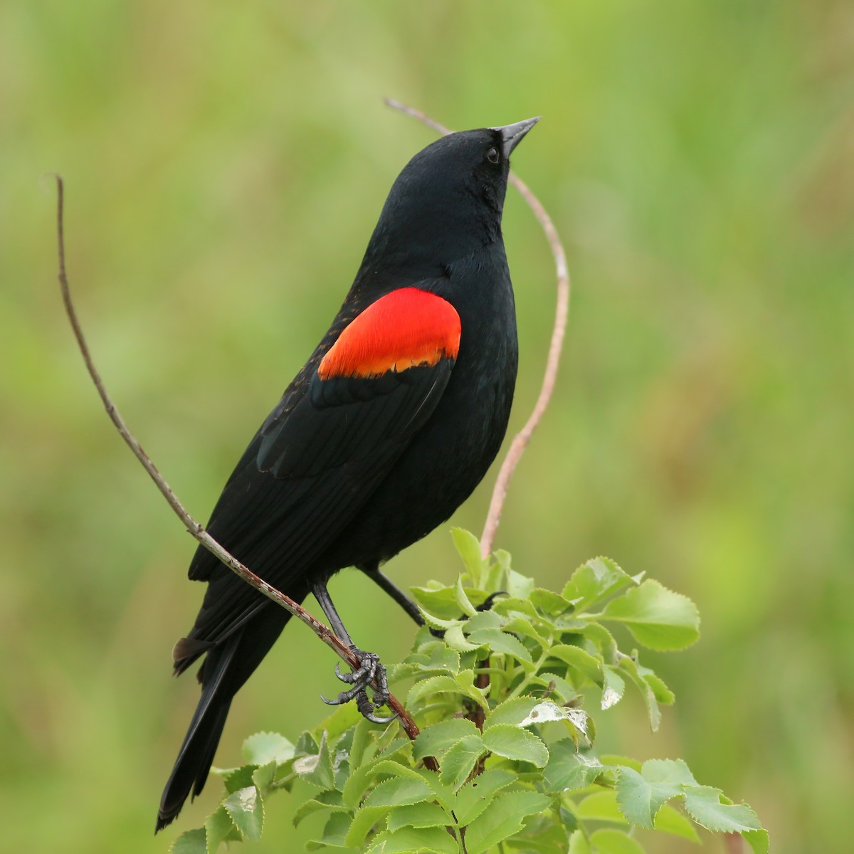 Red-winged Blackbird - ML617230706