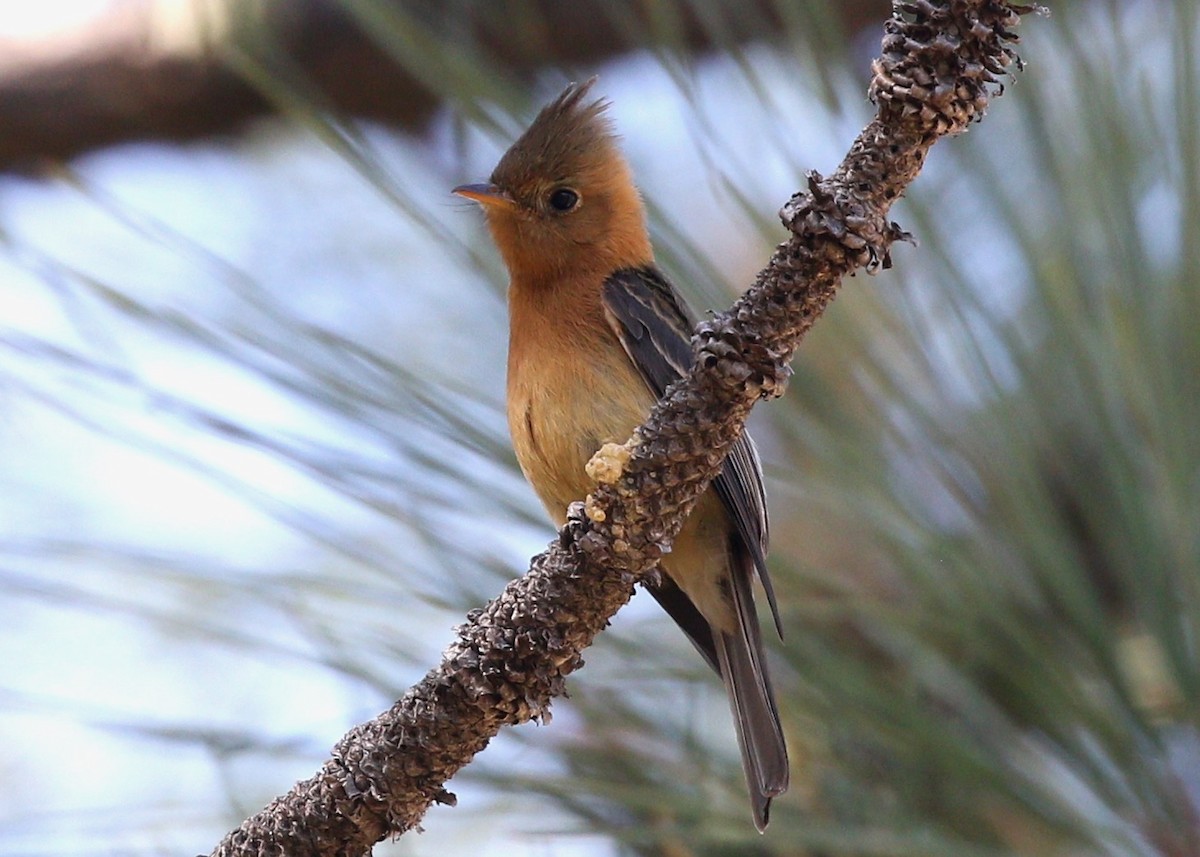 Tufted Flycatcher (Mexican) - Caleb Strand