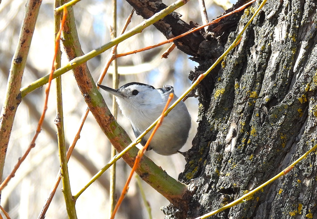 White-breasted Nuthatch (Interior West) - ML617230930