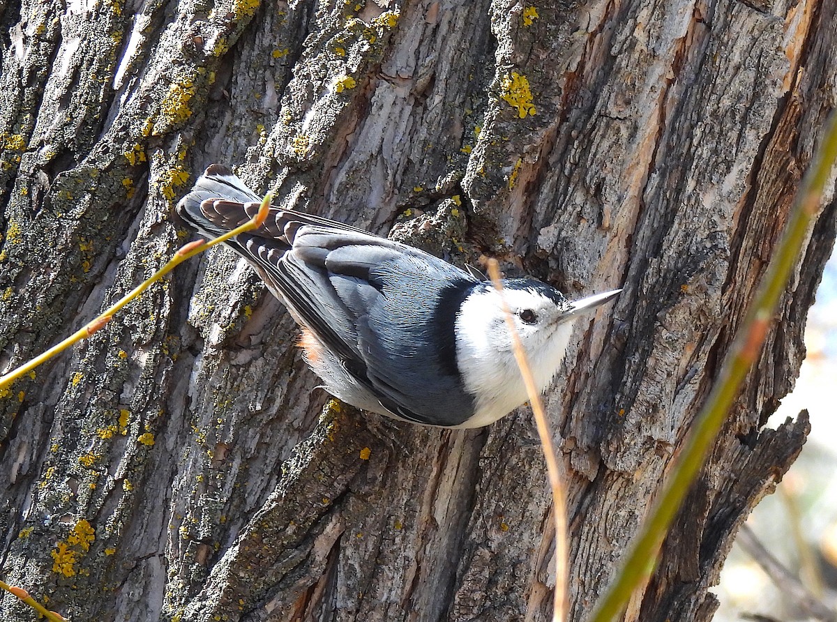 White-breasted Nuthatch (Interior West) - ML617230934