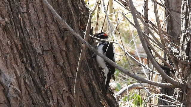 Hairy Woodpecker (Rocky Mts.) - ML617230973