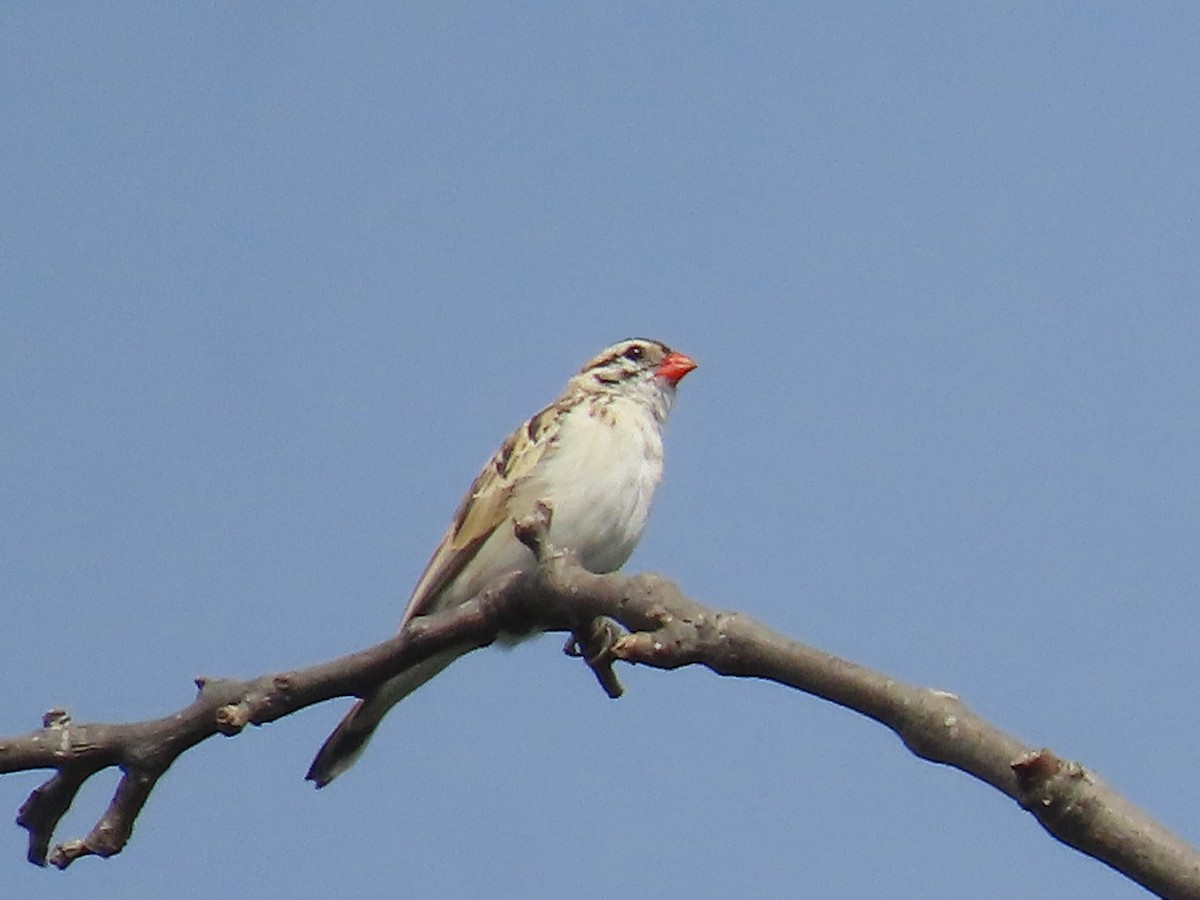 Pin-tailed Whydah - ML617231081