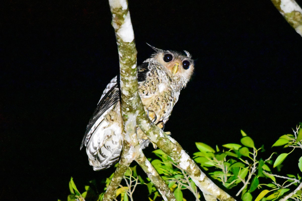 Spot-bellied Eagle-Owl - Eliška Malcová