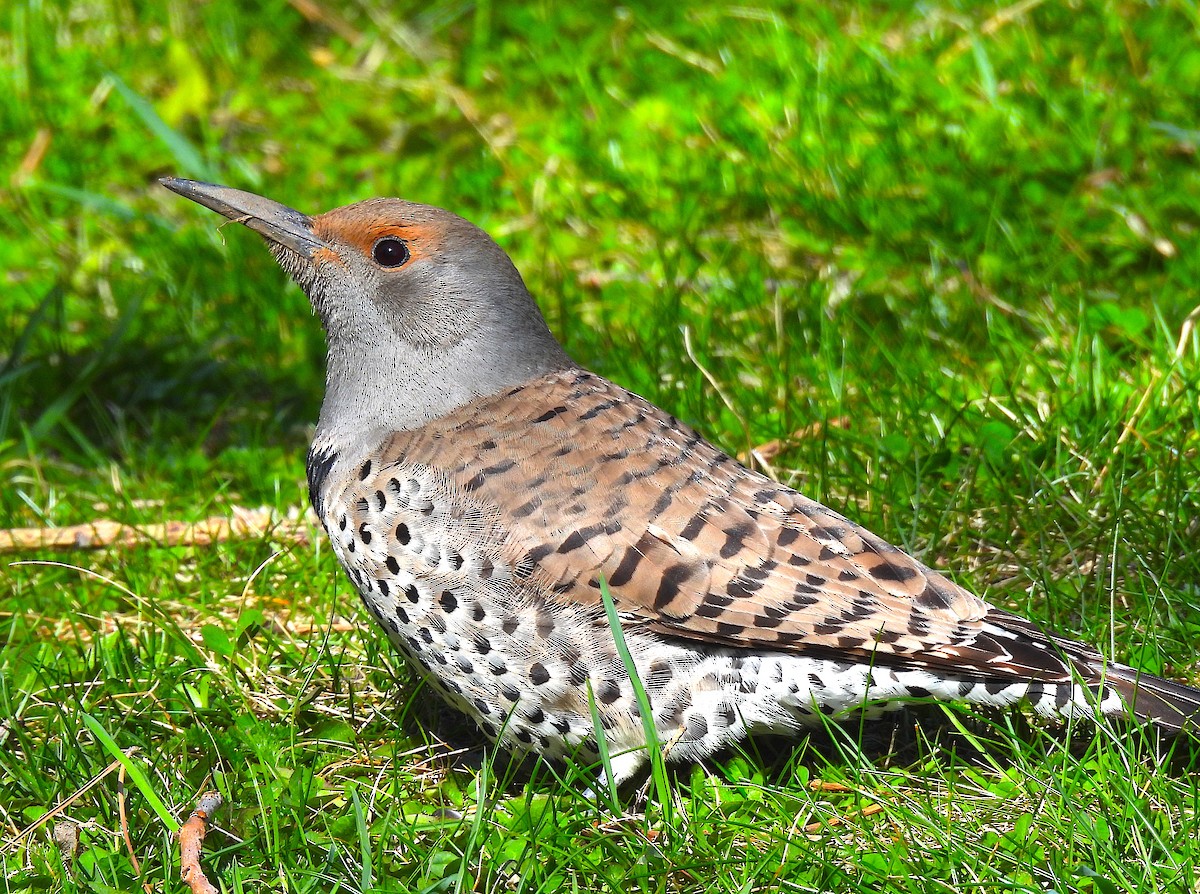 Northern Flicker (Red-shafted) - ML617231193