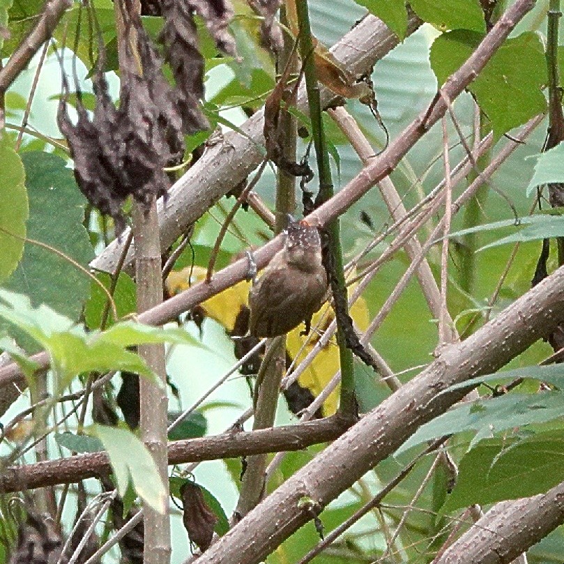 Olivaceous Piculet - ML617231209