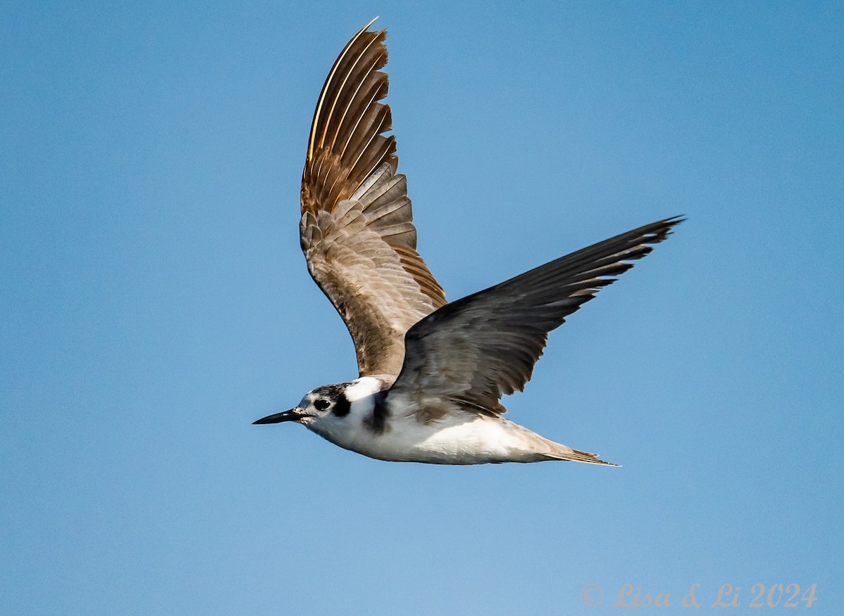 Black Tern (American) - ML617231218