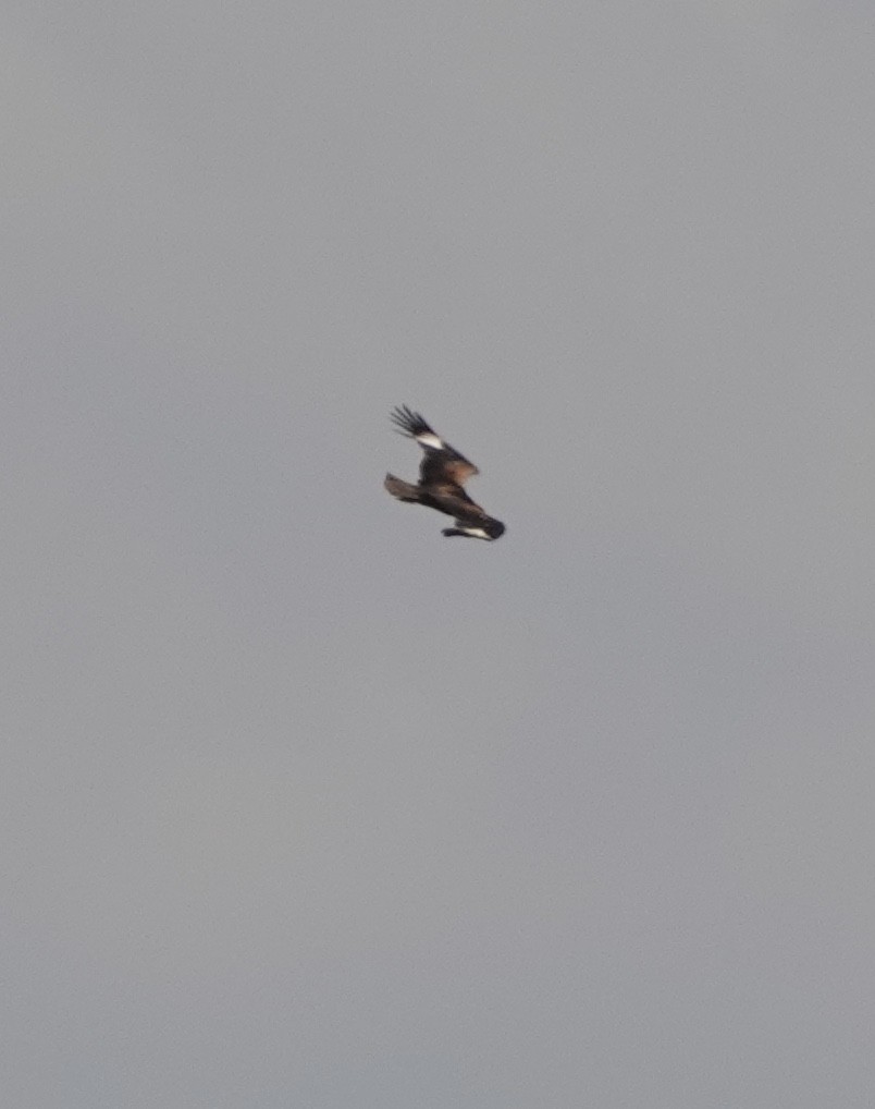 Black-breasted Kite - ML617231232