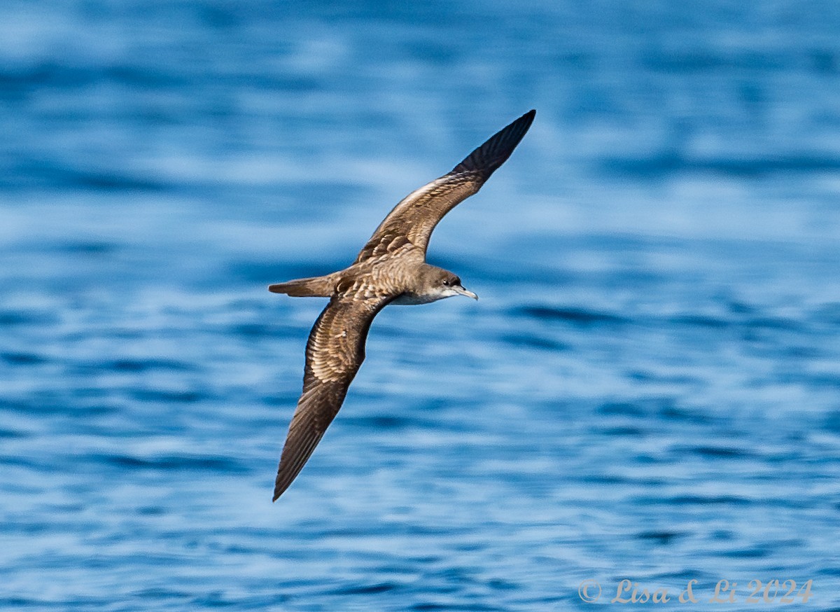 Pink-footed Shearwater - ML617231238