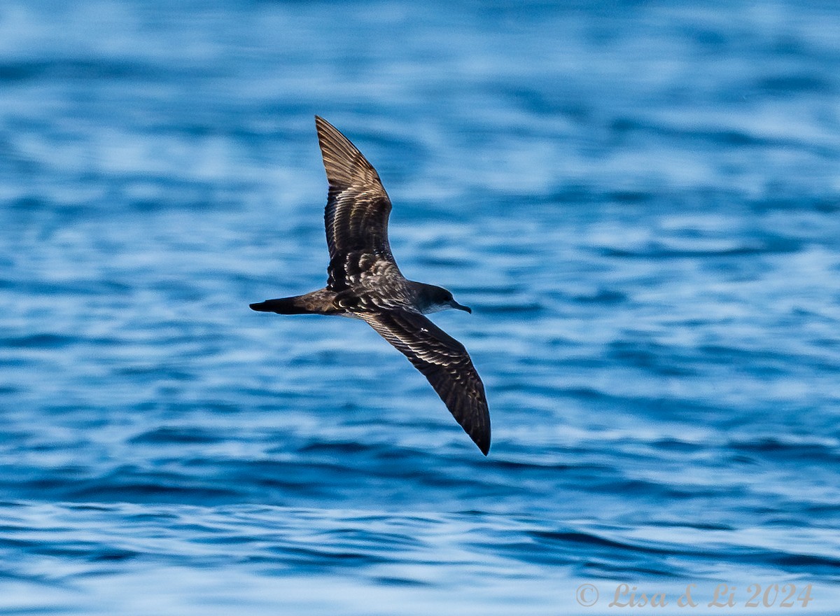 Pink-footed Shearwater - ML617231239