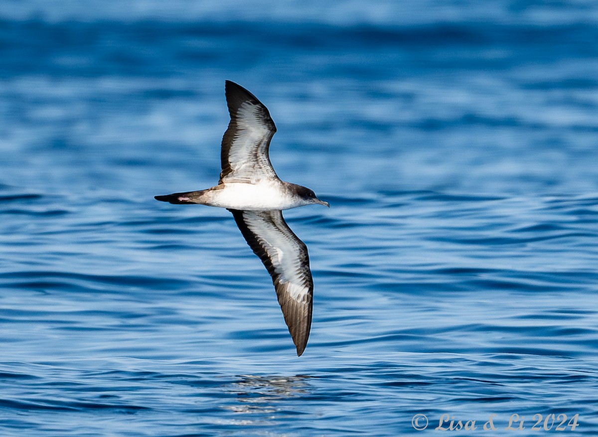 Pink-footed Shearwater - ML617231240