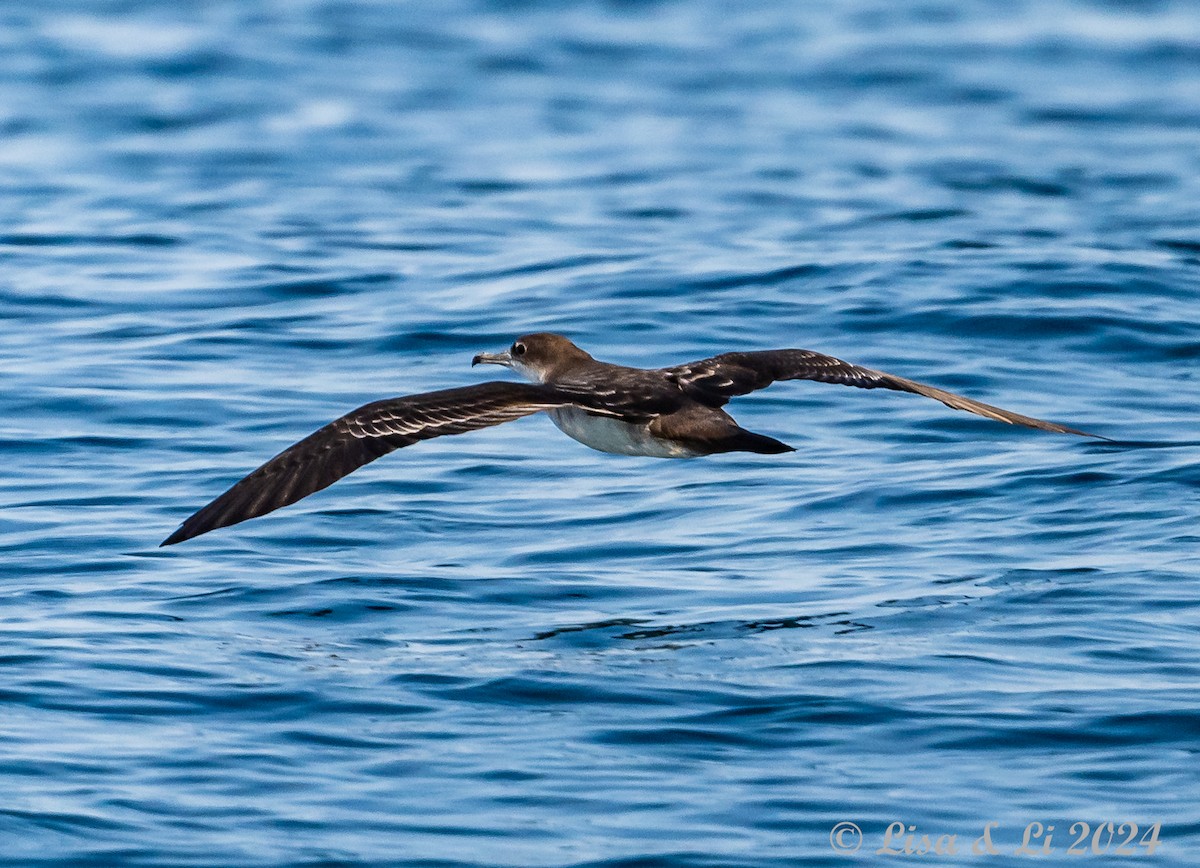 Pink-footed Shearwater - ML617231420