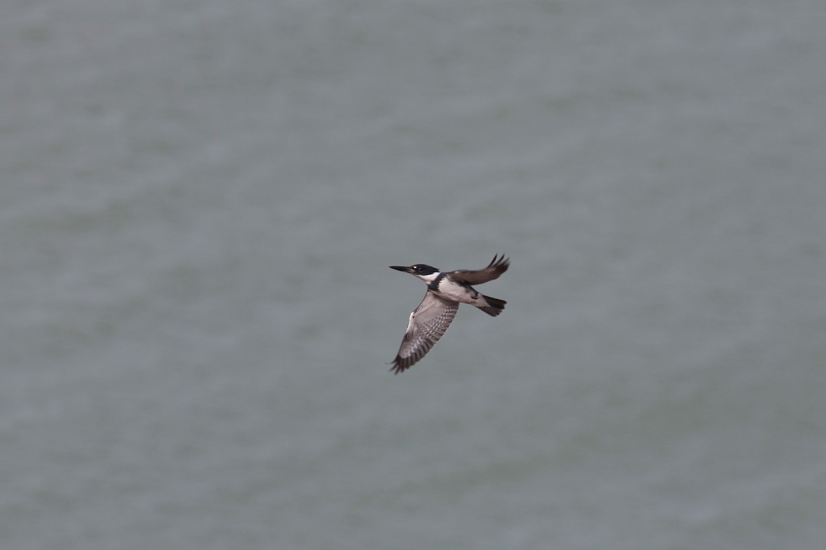 Belted Kingfisher - ML617231576