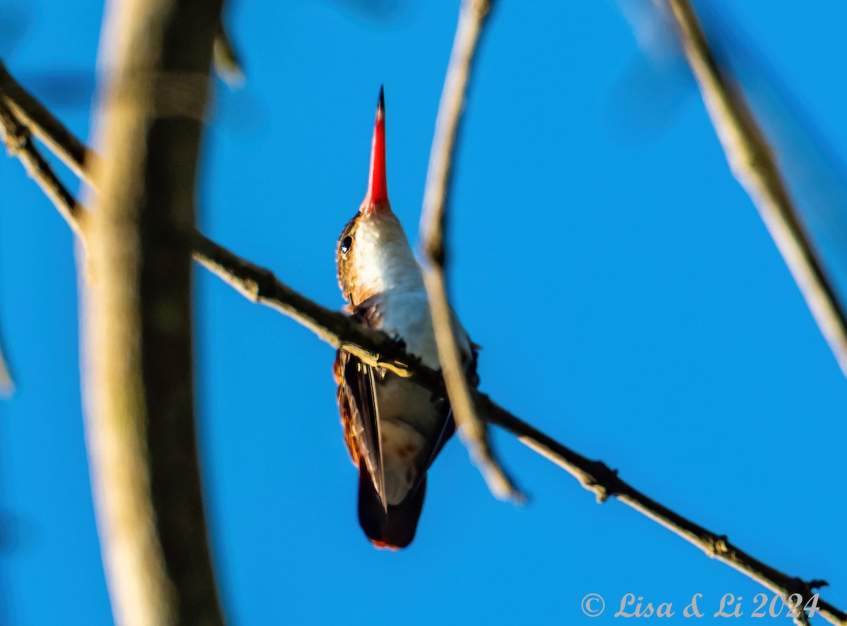 Green-fronted Hummingbird (Cinnamon-sided) - ML617231705