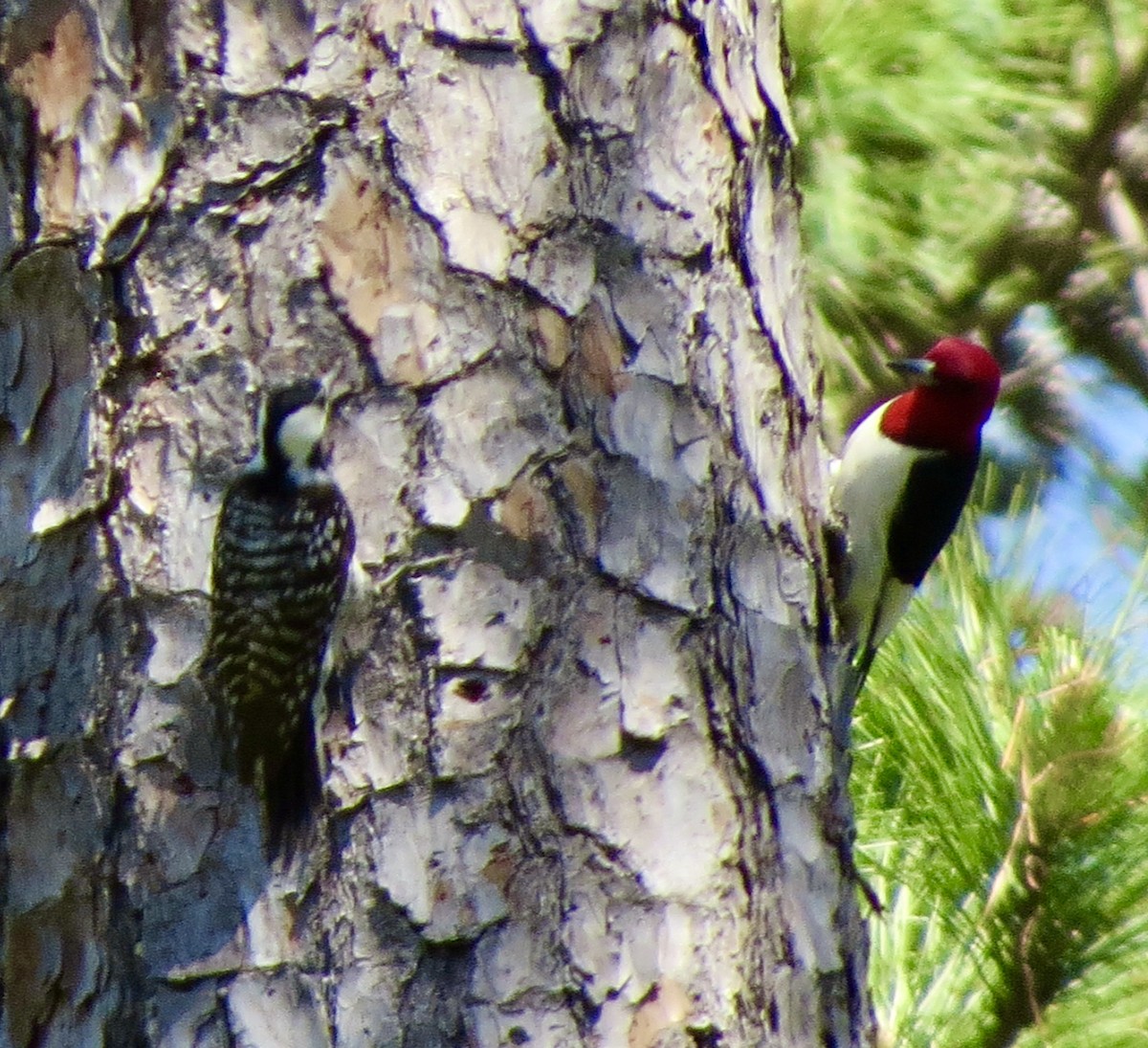 Red-headed Woodpecker - ML617231764