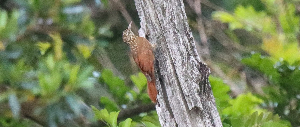 Spotted Woodcreeper - ML617231825