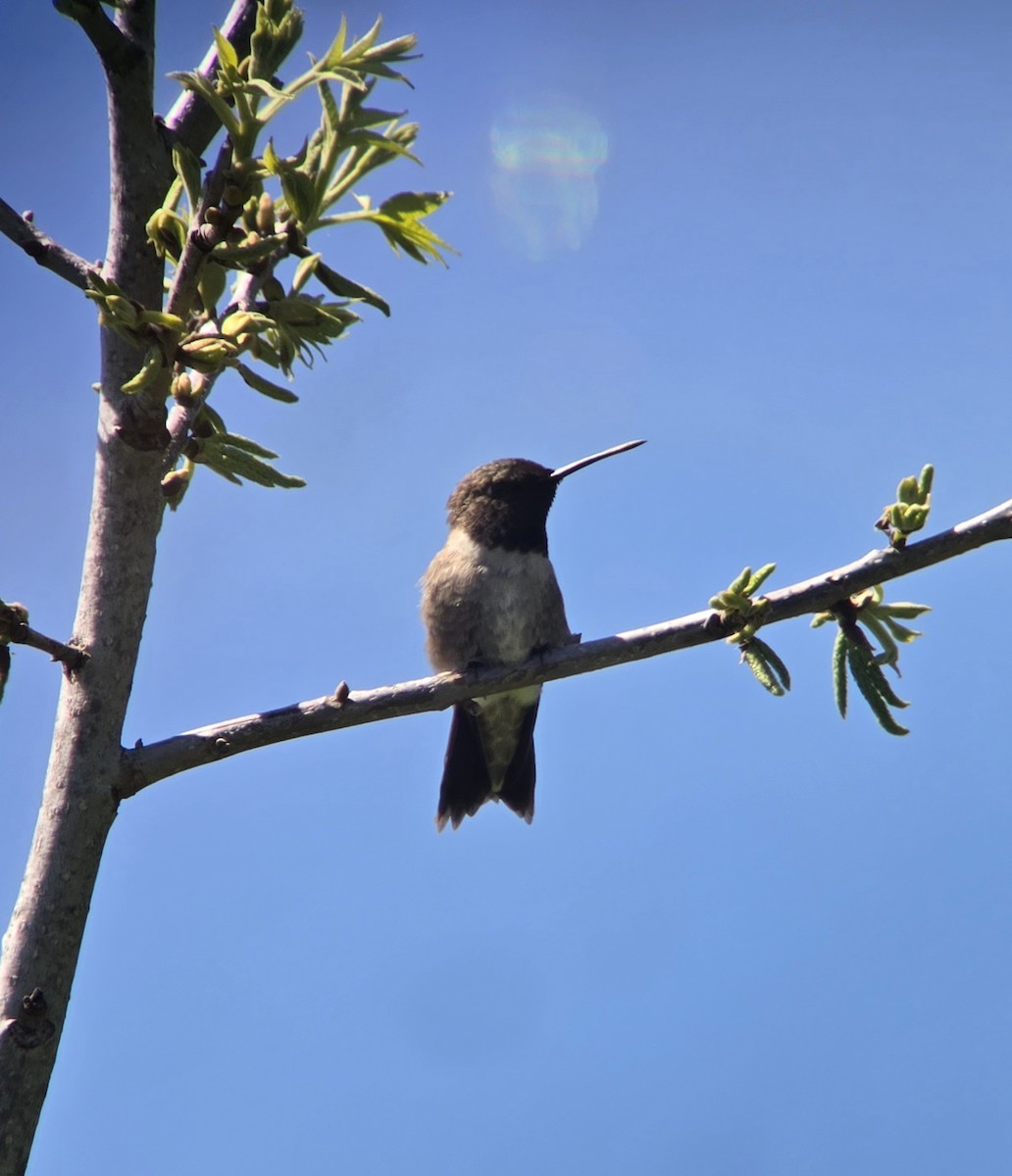 Black-chinned Hummingbird - ML617231886