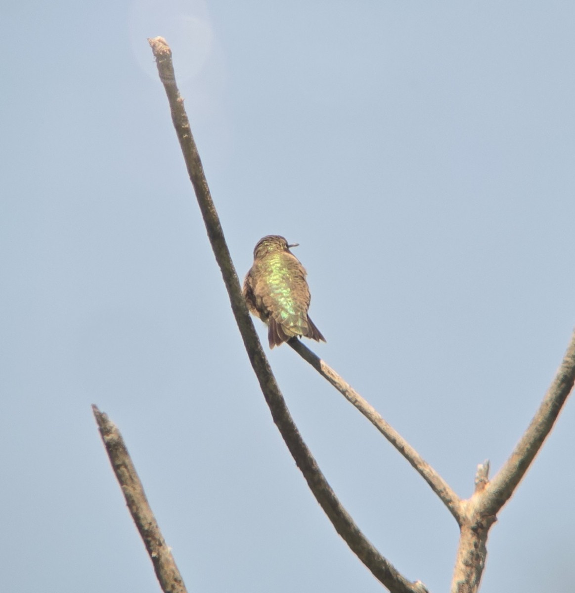 Black-chinned Hummingbird - ML617231887