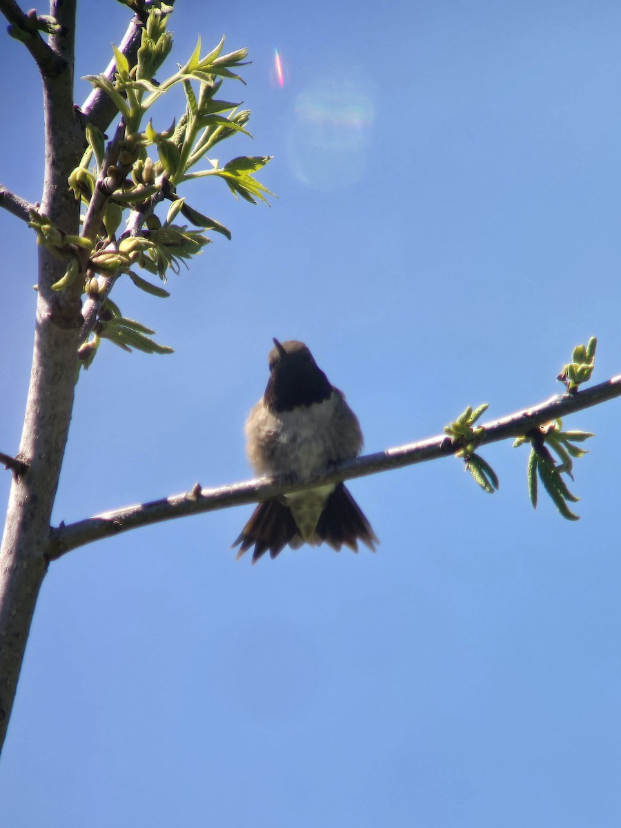 Black-chinned Hummingbird - ML617231888