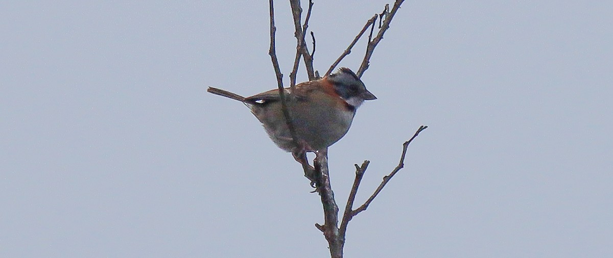 Rufous-collared Sparrow - ML617231977