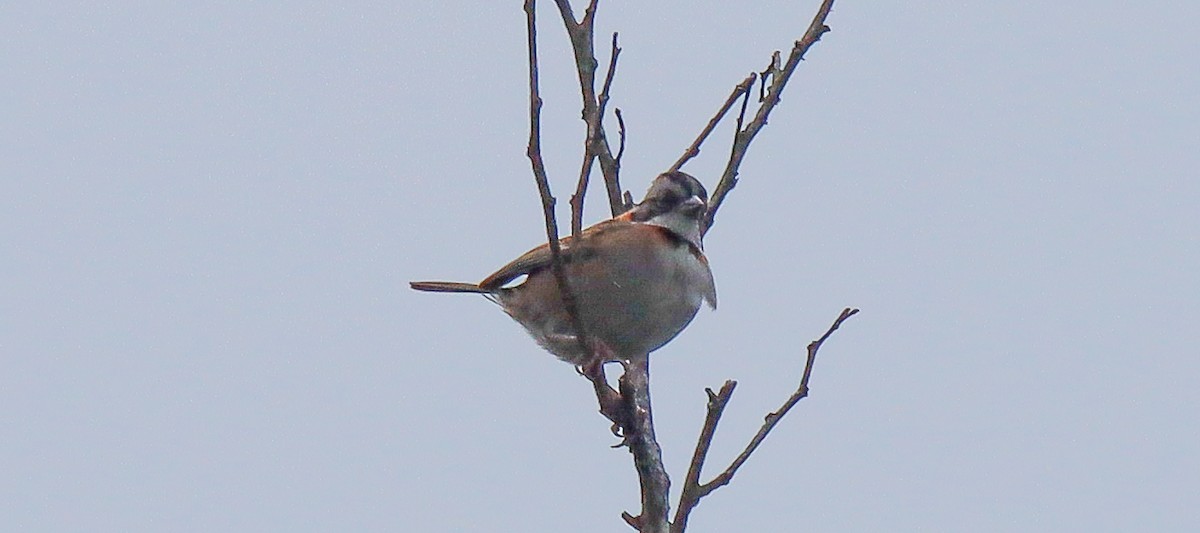 Rufous-collared Sparrow - ML617231988