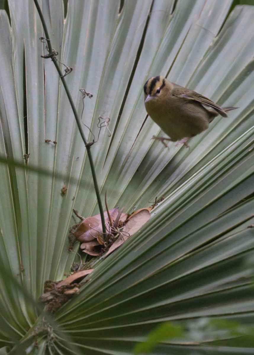 eBird Checklist - 11 Apr 2024 - Dauphin Island--Shell Mound Park - 48 ...