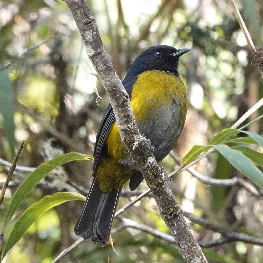 Black-and-yellow Silky-flycatcher - Vince Elia