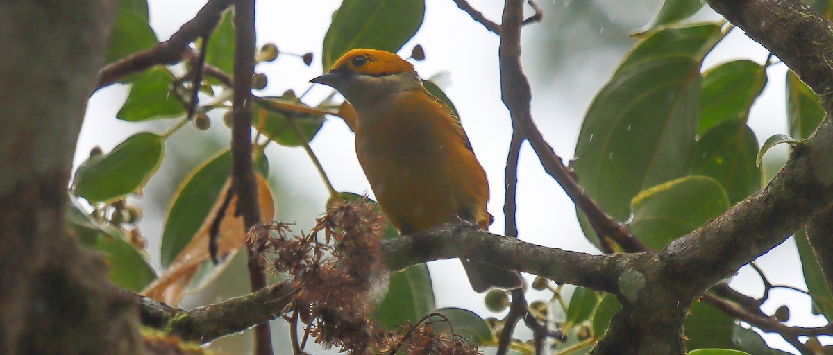 Silver-throated Tanager - ML617232038