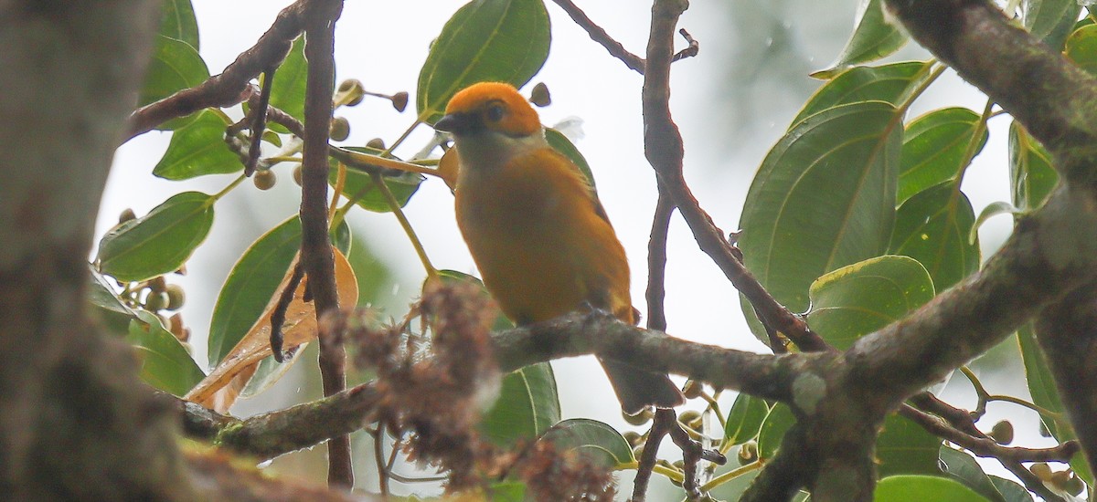 Silver-throated Tanager - ML617232047