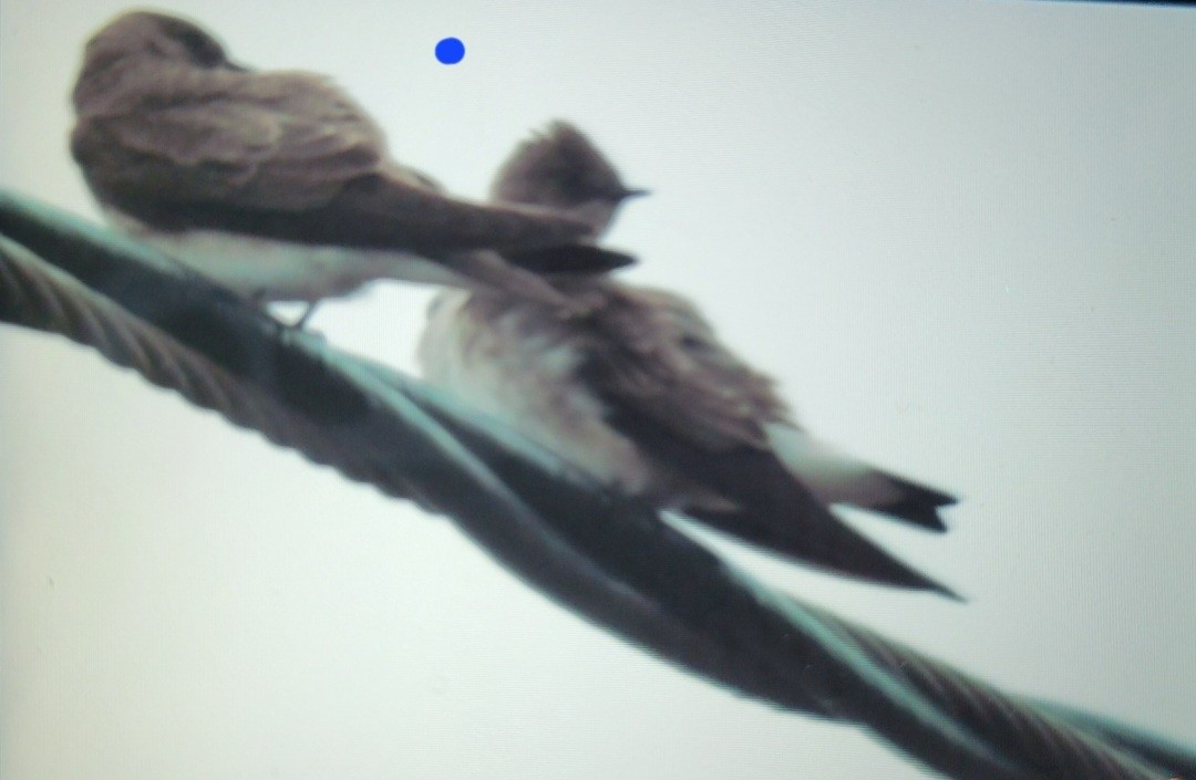 Northern Rough-winged Swallow - Dan Furbish