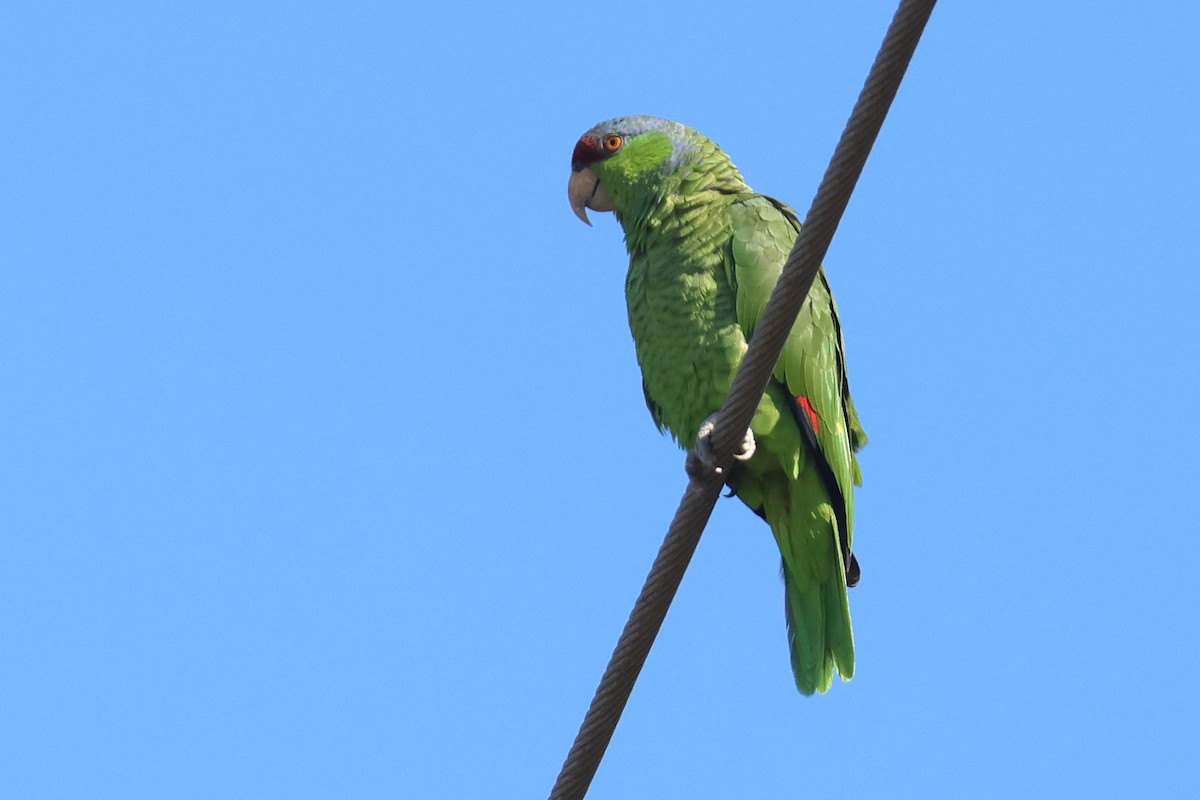 Lilac-crowned Parrot - ML617232230