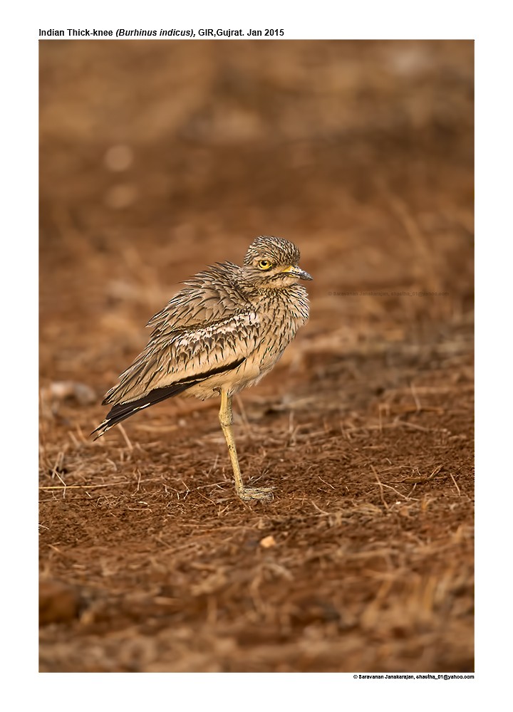 Indian Thick-knee - ML617232386
