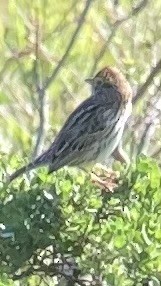 Savannah Sparrow - ML617232431