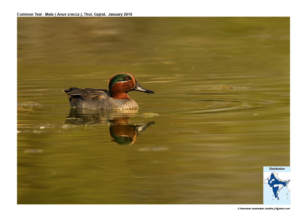 Green-winged Teal - ML617232555