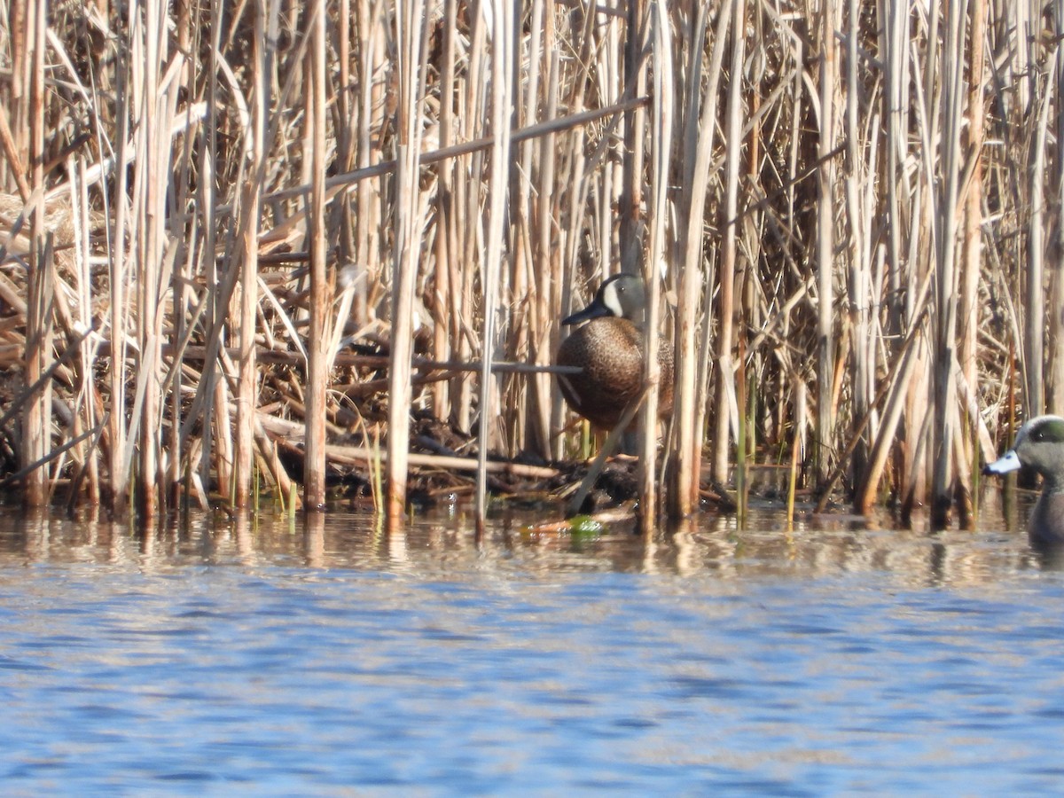 Blue-winged Teal - ML617232570