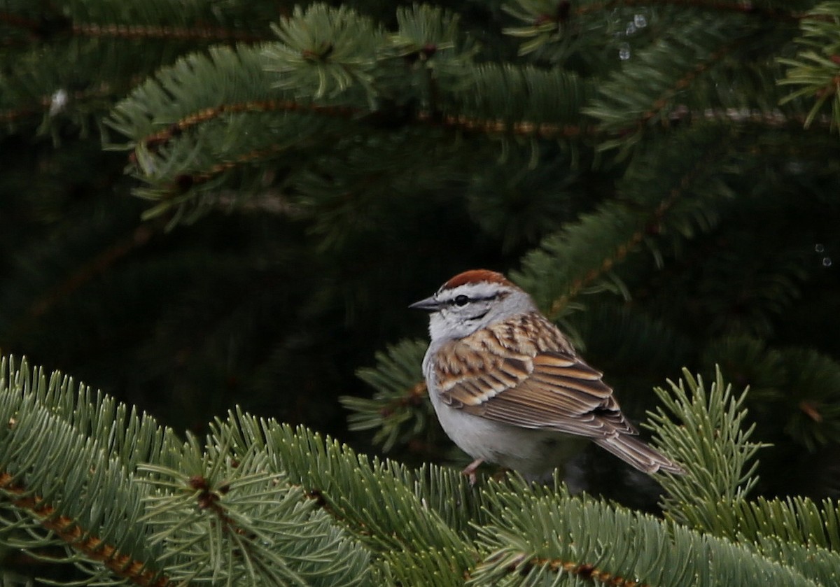 Chipping Sparrow - ML617232589