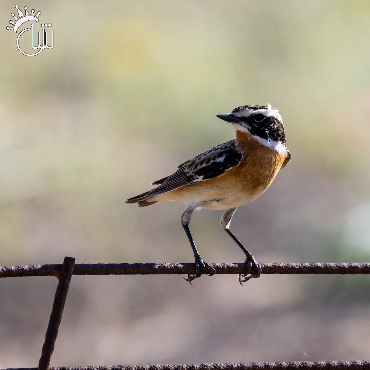 Whinchat - ML617232635
