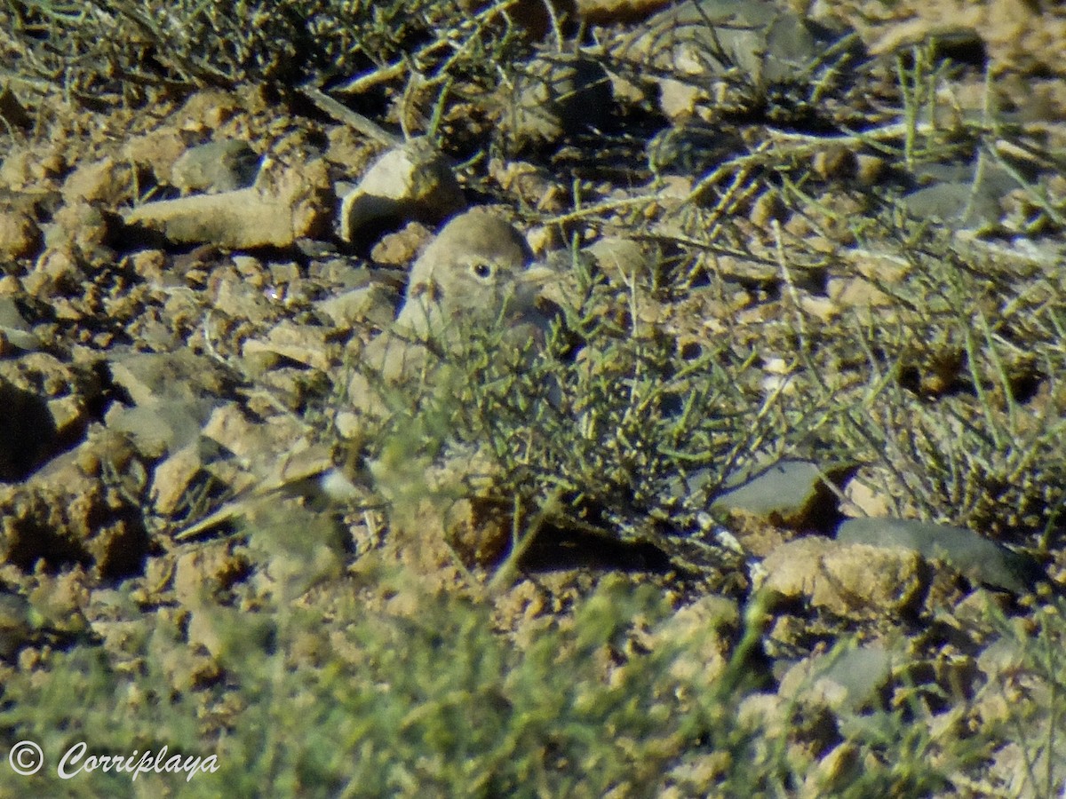 Bar-tailed Lark - Fernando del Valle