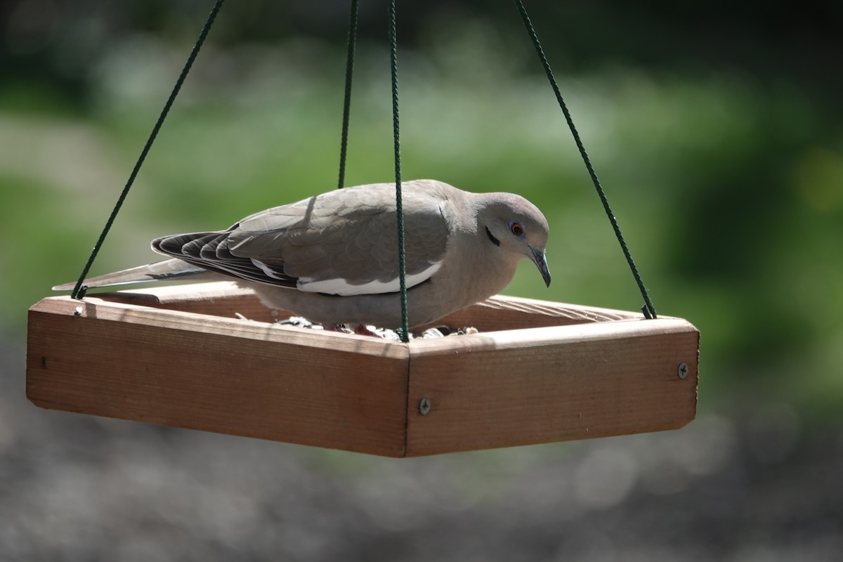 White-winged Dove - John Besser